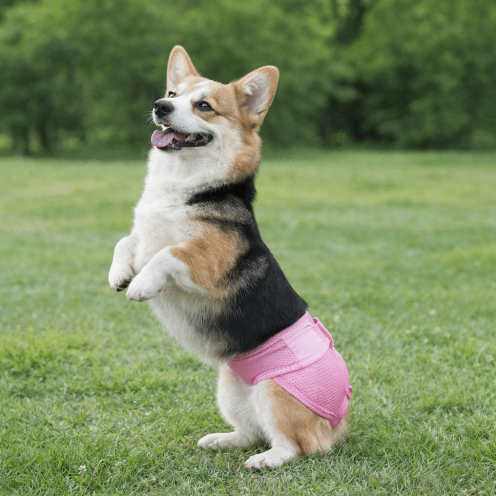ผ้าอ้อมสุนัขแบบตาข่ายระบายอากา - Period Panty Absorbent บทวิจารณ์และราคา